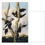 Ivory-billed Woodpeckers, ca. 1830-31 by Joseph Bartholomew Kidd