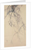 Cherry Blossoms, 18th century by Go Shun