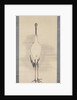 Cranes, 1780s by Nagasawa Rosetsu