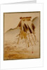 Rice-Drying Frame by Shibata Zeshin