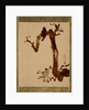 Crow on Tree by Shibata Zeshin