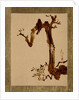 Crow on Tree by Shibata Zeshin
