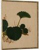 Worm on Green Leaved Plant by Shibata Zeshin
