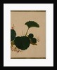 Worm on Green Leaved Plant by Shibata Zeshin