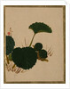 Worm on Green Leaved Plant by Shibata Zeshin