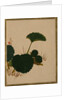 Worm on Green Leaved Plant by Shibata Zeshin