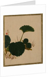 Worm on Green Leaved Plant by Shibata Zeshin
