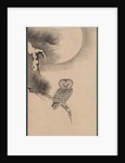 Owl on a Pine Branch, early 17th century by Soga Nichokuan