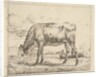 Grazing Calf, from Different Animals, 1658 by Adriaen van de Velde