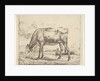Grazing Calf, from Different Animals, 1658 by Adriaen van de Velde