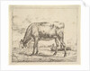 Grazing Calf, from Different Animals, 1658 by Adriaen van de Velde