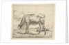 Grazing Calf, from Different Animals, 1658 by Adriaen van de Velde