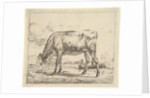 Grazing Calf, from Different Animals, 1658 by Adriaen van de Velde