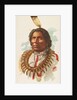 Hairy Bear, Winnebagoes, from the American Indian Chiefs series for Allen & Ginter Ci…, 1888 by Allen & Ginter