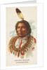 Hairy Bear, Winnebagoes, from the American Indian Chiefs series for Allen & Ginter Ci…, 1888 by Allen & Ginter