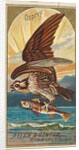 Osprey, from the Birds of America series for Allen & Ginter Cigarettes Brands, 1888 by Allen & Ginter