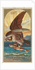 Osprey, from the Birds of America series for Allen & Ginter Cigarettes Brands, 1888 by Allen & Ginter
