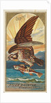 Osprey, from the Birds of America series for Allen & Ginter Cigarettes Brands, 1888 by Allen & Ginter