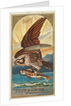 Osprey, from the Birds of America series for Allen & Ginter Cigarettes Brands, 1888 by Allen & Ginter