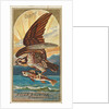 Osprey, from the Birds of America series for Allen & Ginter Cigarettes Brands, 1888 by Allen & Ginter