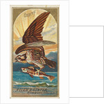 Osprey, from the Birds of America series for Allen & Ginter Cigarettes Brands, 1888 by Allen & Ginter