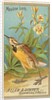 Meadow Lark, from the Birds of America series for Allen & Ginter Cigarettes Brands, 1888 by Allen & Ginter
