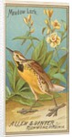 Meadow Lark, from the Birds of America series for Allen & Ginter Cigarettes Brands, 1888 by Allen & Ginter