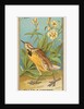 Meadow Lark, from the Birds of America series for Allen & Ginter Cigarettes Brands, 1888 by Allen & Ginter