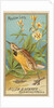 Meadow Lark, from the Birds of America series for Allen & Ginter Cigarettes Brands, 1888 by Allen & Ginter