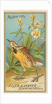 Meadow Lark, from the Birds of America series for Allen & Ginter Cigarettes Brands, 1888 by Allen & Ginter