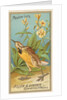 Meadow Lark, from the Birds of America series for Allen & Ginter Cigarettes Brands, 1888 by Allen & Ginter