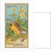 Meadow Lark, from the Birds of America series for Allen & Ginter Cigarettes Brands, 1888 by Allen & Ginter