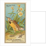 Meadow Lark, from the Birds of America series for Allen & Ginter Cigarettes Brands, 1888 by Allen & Ginter