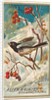 Snow Bird, from the Birds of America series for Allen & Ginter Cigarettes Brands, 1888 by Allen & Ginter