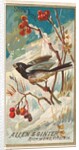 Snow Bird, from the Birds of America series for Allen & Ginter Cigarettes Brands, 1888 by Allen & Ginter