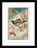 Snow Bird, from the Birds of America series for Allen & Ginter Cigarettes Brands, 1888 by Allen & Ginter