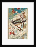 Snow Bird, from the Birds of America series for Allen & Ginter Cigarettes Brands, 1888 by Allen & Ginter