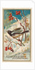 Snow Bird, from the Birds of America series for Allen & Ginter Cigarettes Brands, 1888 by Allen & Ginter