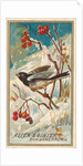 Snow Bird, from the Birds of America series for Allen & Ginter Cigarettes Brands, 1888 by Allen & Ginter