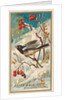 Snow Bird, from the Birds of America series for Allen & Ginter Cigarettes Brands, 1888 by Allen & Ginter