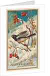 Snow Bird, from the Birds of America series for Allen & Ginter Cigarettes Brands, 1888 by Allen & Ginter