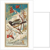 Snow Bird, from the Birds of America series for Allen & Ginter Cigarettes Brands, 1888 by Allen & Ginter