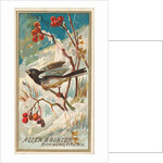 Snow Bird, from the Birds of America series for Allen & Ginter Cigarettes Brands, 1888 by Allen & Ginter