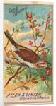 Song Sparrow, from the Birds of America series for Allen & Ginter Cigarettes Brands, 1888 by Allen & Ginter