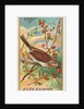 Song Sparrow, from the Birds of America series for Allen & Ginter Cigarettes Brands, 1888 by Allen & Ginter