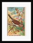 Song Sparrow, from the Birds of America series for Allen & Ginter Cigarettes Brands, 1888 by Allen & Ginter