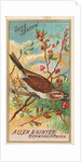 Song Sparrow, from the Birds of America series for Allen & Ginter Cigarettes Brands, 1888 by Allen & Ginter