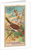 Song Sparrow, from the Birds of America series for Allen & Ginter Cigarettes Brands, 1888 by Allen & Ginter