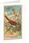 Song Sparrow, from the Birds of America series for Allen & Ginter Cigarettes Brands, 1888 by Allen & Ginter
