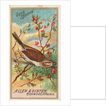 Song Sparrow, from the Birds of America series for Allen & Ginter Cigarettes Brands, 1888 by Allen & Ginter